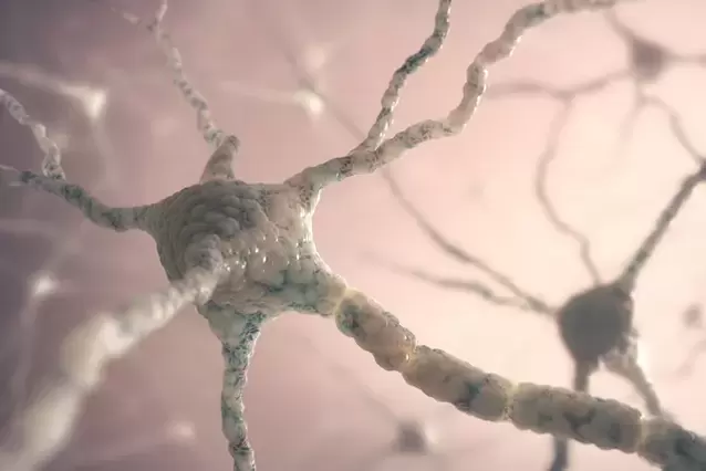 нейрон түзүмү
